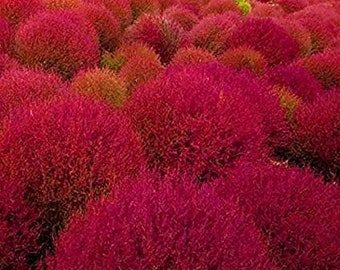 Puede incluir: Un campo de plantas vibrantes de color rojo y rosa, creando un paisaje exuberante y colorido.