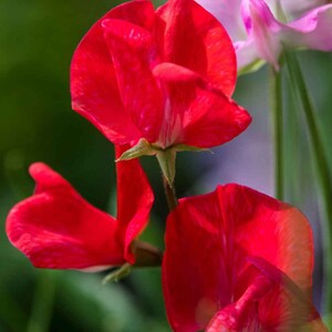 May include: Close-up of red sweet pea flowers with white markings. The flowers are in bloom and have a delicate, ruffled appearance.