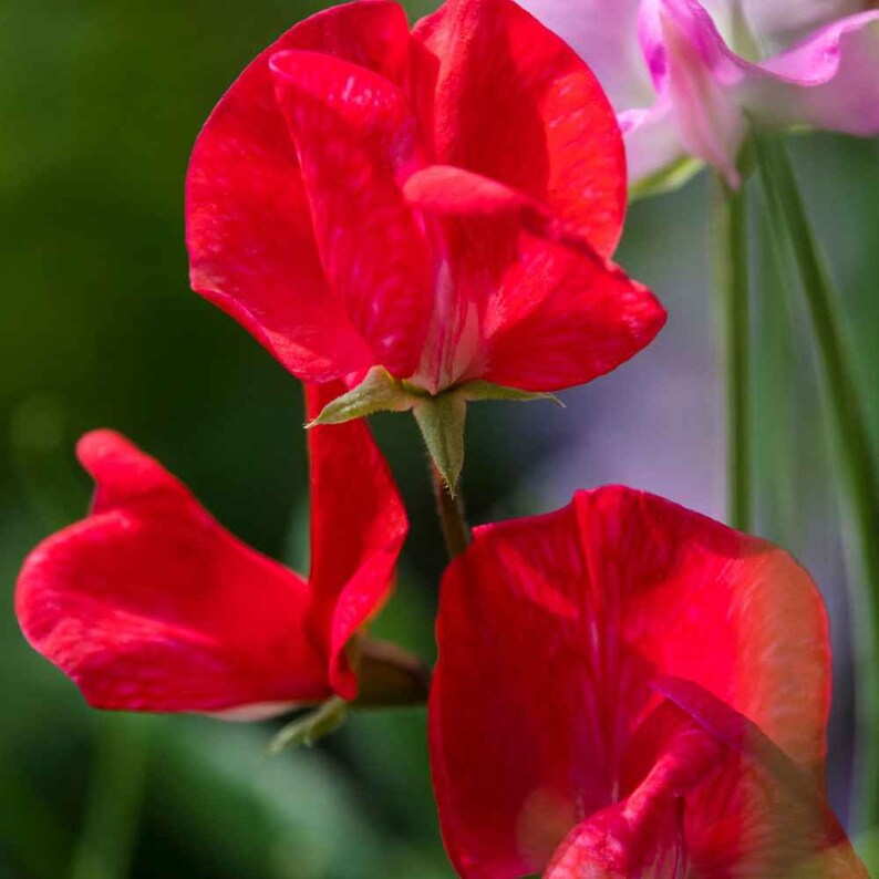 May include: Close-up of red sweet pea flowers with white markings. The flowers are in bloom and have a delicate, ruffled appearance.