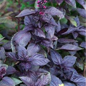 100 Pcs  Sweet Basil Dark Opal Seeds-P072- Ocimum Basilicum Dark Opal