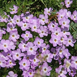 50 Pcs Mountain Phlox Seeds-FL243 Linanthus Grandiflorus-Beautiful Annual Flower image 2