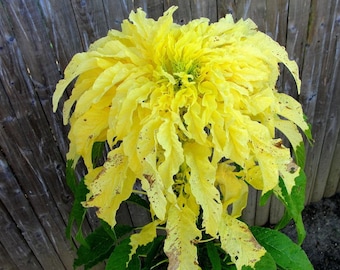 100 Pcs Yellow Tricolor Aurora  Amaranthus Flower Seeds---Simply Beautiful -FL387