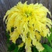 see more listings in the Annual Flower/ Plant section