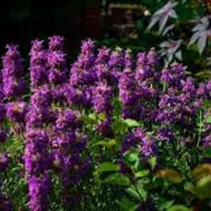 May include: A close-up of a cluster of purple bergamot flowers in bloom. The flowers are arranged in a dense, vertical cluster, with many small, purple flowers.
