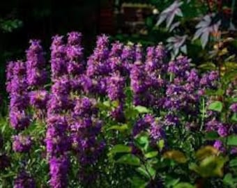 200 graines de mélisse citronnée-citron-menthe bergamote--herbes culinaires et médicinales-monarda citriodora-P086-pourpre menthe poivrée