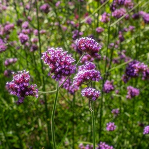 100 Verbena Bonariensis Flower Seeds-Purple Top Vervain-FL257-Brazilian Verbena-Long Blooming drought tolerant plant-Attracts Butterflies image 5