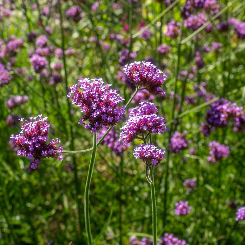 100 Verbena Bonariensis Flower Seeds-Purple Top Vervain-FL257-Brazilian Verbena-Long Blooming drought tolerant plant-Attracts Butterflies image 5