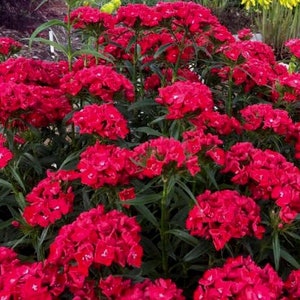 50 Dianthus Barbatus Red Flower Seeds/Dianthus Barbatus Dunetti/Crimson Red Sweet William/ Glorious Long Lasting Bloom/FL499 image 4