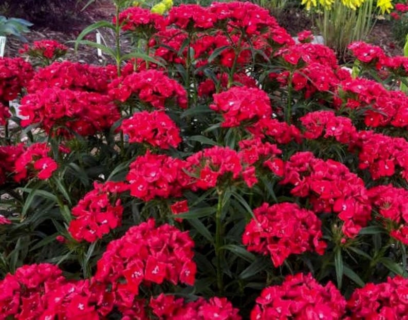 50 Dianthus Barbatus Red Flower Seeds/Dianthus Barbatus Dunetti/Crimson Red Sweet William/ Glorious Long Lasting Bloom/FL499 image 4