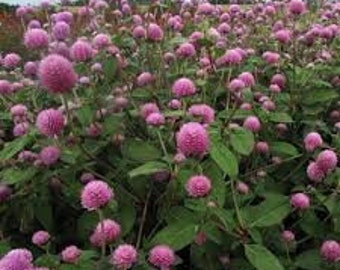 50 Pcs Rose Globe Amaranth Flower Seeds-Gomphrena Globosa Rose-Vadamalli-Beautiful and Excellent  Annual Flower--FL440