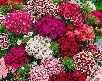 100 Pcs  Sweet William Flower Seeds-Single Mix Perennial for sun or semi sun- DIANTHUS BARBATUS / (FL104)