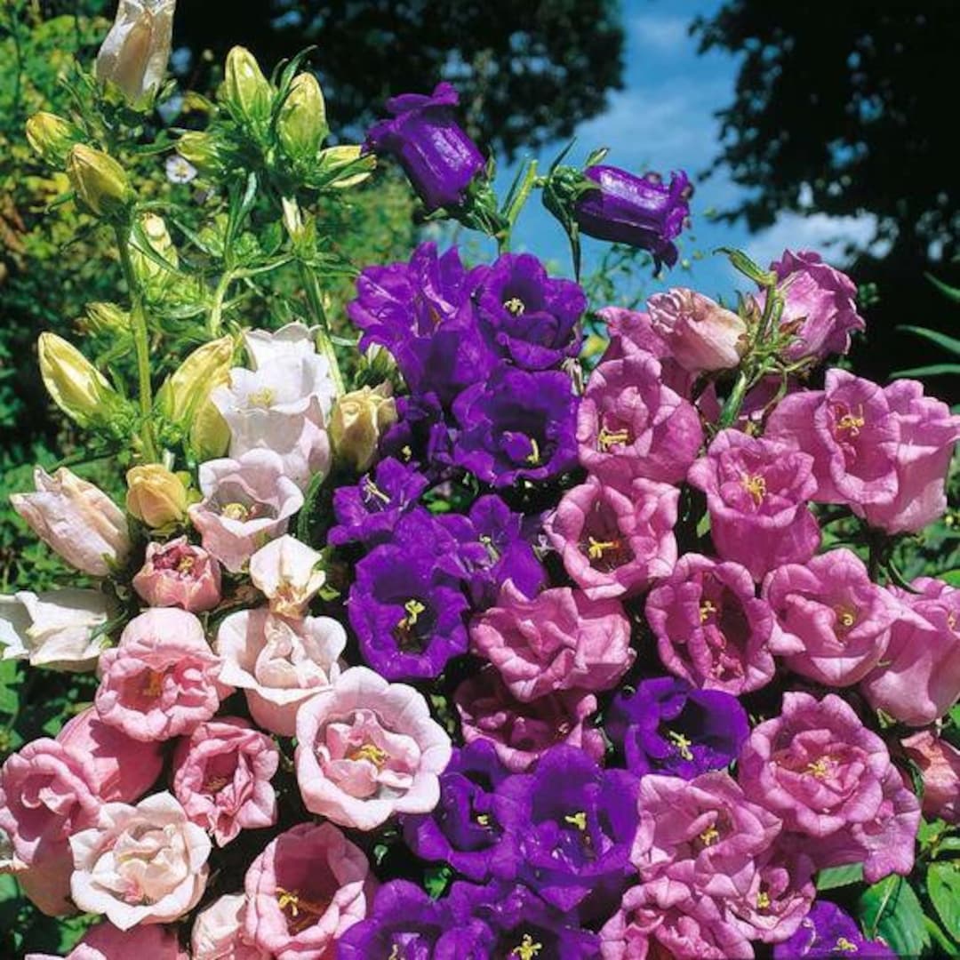200 Cup and Saucer Mix Flower Seeds- Canterbury Bells Biennial