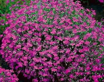 100 stuks Trailing Pendula Cascade Red Flower Seeds-Lobelia Erinus Rosamond-Zeer mooie Lobelia Pendula Trailing (FL332)