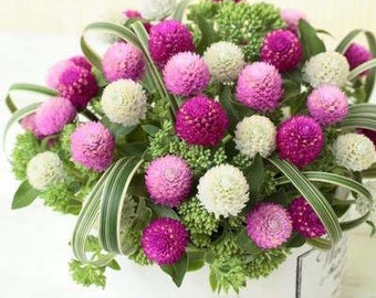 50 Pcs Gomphrena All Colour Blend Flower Seeds- GOMPHRENA GLOBOSA- Beautiful and Excellent Cut Globe Amaranth Annual Flower/  (FL147)