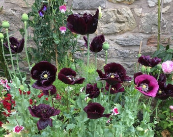 100 piezas de hermosas semillas de flores de amapola peonía negra/hermosa amapola anual/amapola Papaver paeoniflorum/ (FL172)