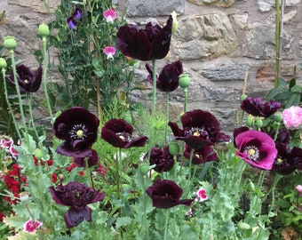 100 Pcs Beautiful  Black Peony Poppy  Flower Seeds/Beautiful Annual Papaver poppy/ Papaver Paeoniflorum Poppy/ (FL172)