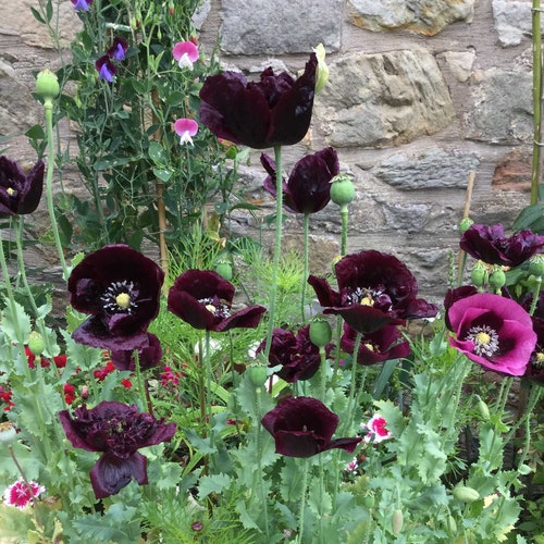 100 Pcs Beautiful  Black Peony Poppy  Flower Seeds/Beautiful Annual Papaver poppy/ Papaver Paeoniflorum Poppy/ (FL172)