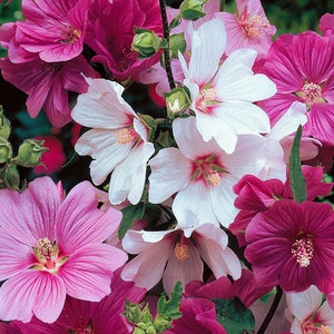 50 Pcs Lavatera Mixed Beauty Flower Seeds-LAVATERA TRIMESTRIS/ FL152 image 1