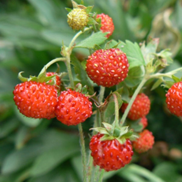 100 Wild Strawberry Fruit Seeds-Fragaria Vesca-Baron Solemacher-Baron Strawberry-Woodland Strawberry-Alpine Strawberry- Sweet Perennial/F022