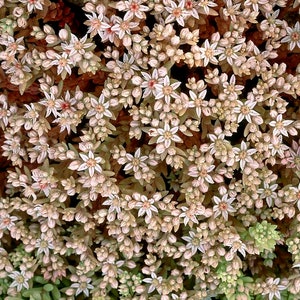 50 Pcs Spanish Stonecrop Succulent Seeds-SEDUM HISPANICUM Drought Tolerant Low Maintenance Succulent/ S077 image 5