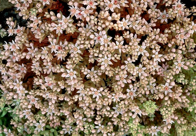 50 Pcs Spanish Stonecrop Succulent Seeds-SEDUM HISPANICUM Drought Tolerant Low Maintenance Succulent/ S077 image 5