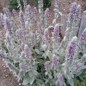 50 Pcs Lamb's Ear Flower Seeds Stachys Byzantina Lanata-Stachys olympica-Natural Perennial-FL397 image 5