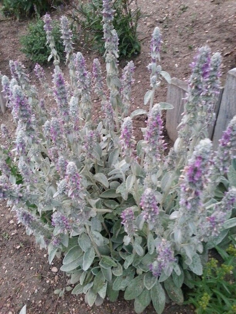 50 Pcs Lamb's Ear Flower Seeds Stachys Byzantina Lanata-Stachys olympica-Natural Perennial-FL397 image 5