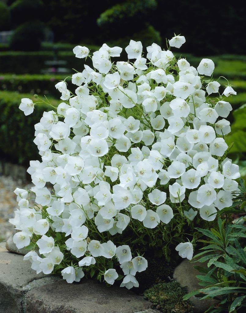 希少】A Darden of Bell Flowers Expert Gardener Outdoor Live