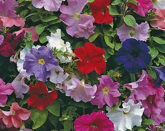 100 semillas de petunia híbrida de flores mixtas - PETUNIA X HYBRIDA / (FL050)