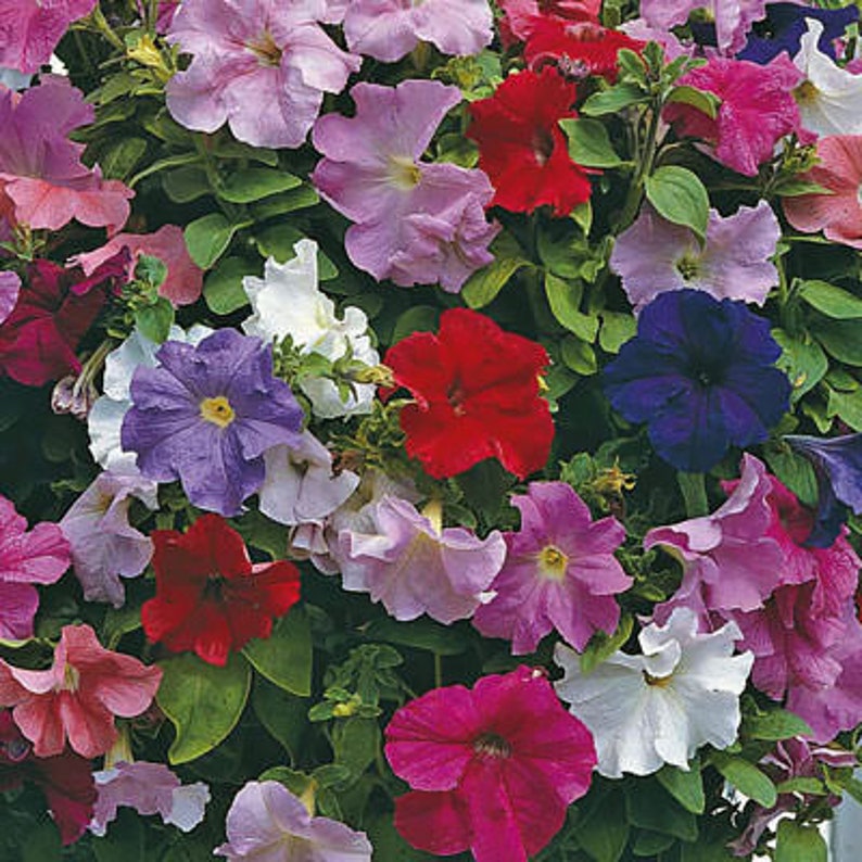 Petunia Hybrid Mixed Flower Seed