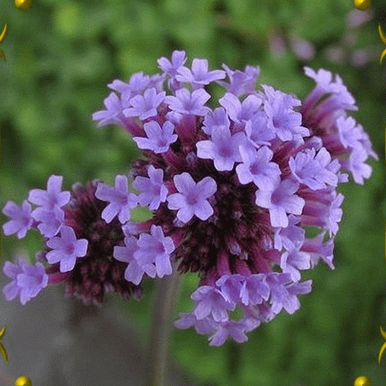 100 Verbena Bonariensis Flower Seeds-Purple Top Vervain-FL257-Brazilian Verbena-Long Blooming drought tolerant plant-Attracts Butterflies image 4