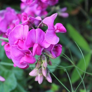 May include: A cluster of vibrant pink sweet pea flowers with delicate petals, blooming against a backdrop of lush green foliage.