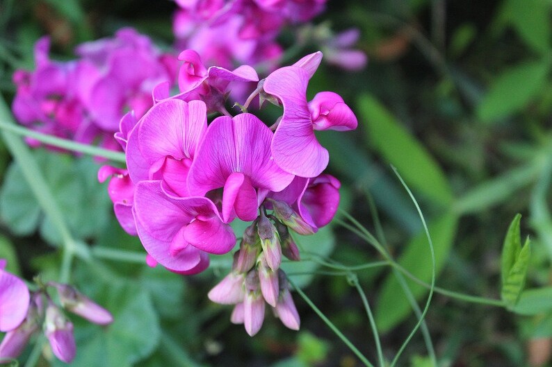 May include: A cluster of vibrant pink sweet pea flowers with delicate petals, blooming against a backdrop of lush green foliage.