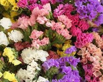 50 Pcs Mixed  River Statice Flower Seeds-Beautiful and Exotic Annual!  LIMONIUM SINUATUM- / FL205