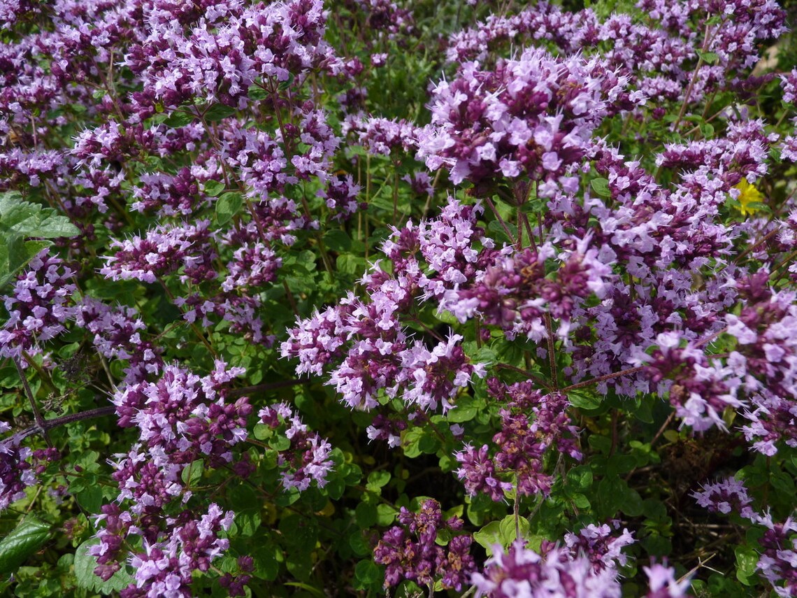 100 Pcs Organic Wild Marjoram purple Plant Seed Oregano Etsy