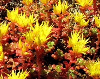 50 semillas de suculentas Sedum Origanum - Sedum de Oregón - Planta perenne resistente a la sequía / S085