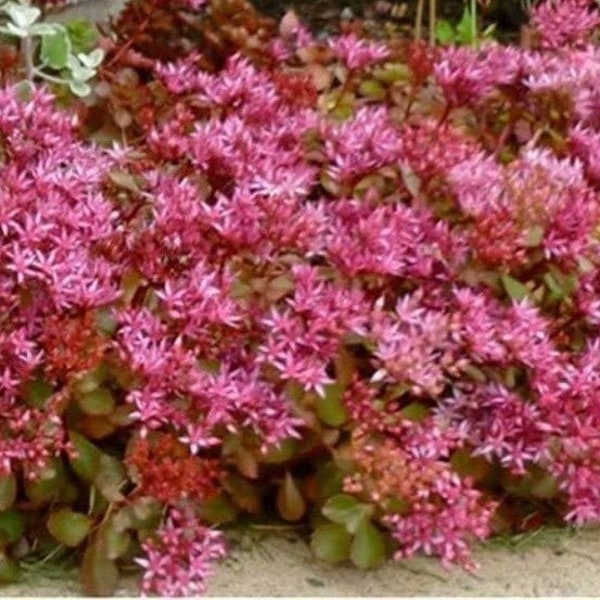 50 Pcs  Spurium Purple Carpet Sedum Seeds-S090- Excellent Groundcover Sedum-Spurium Coccineum