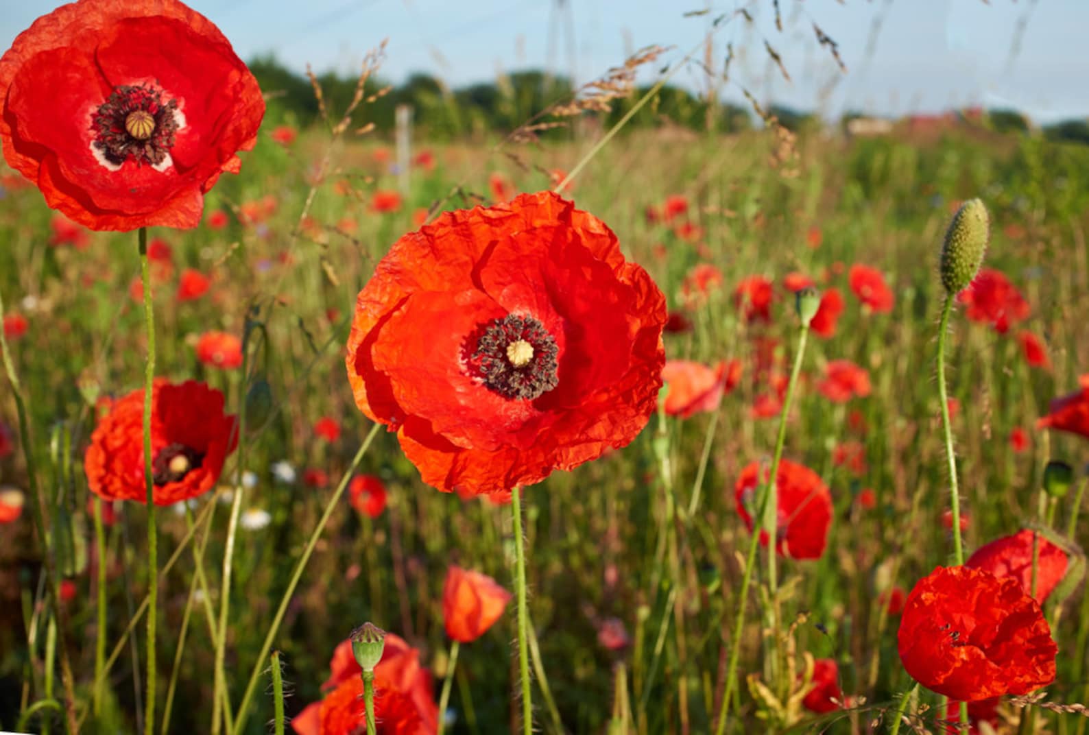 Corn poppies. Мак полевой (Мак-самосейка. Мак папавер. Мак самосейка (Papaver rhoeas) Ширли.. Мак Крымская самосейка опиумная.