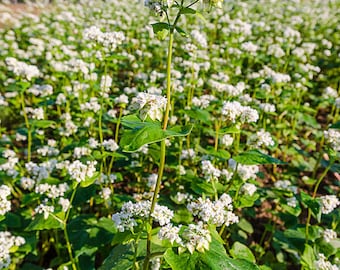 200 Pcs Buckwheat Cover Crop Seeds- Fagopyrum Esculentum-- Green Green Manure-P075-Open Pollinated Bee Loving Annual