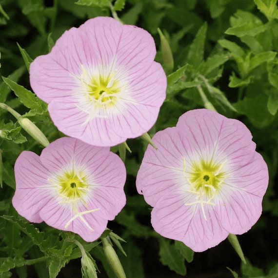 200 個の華やかな月見草の種子 - FL240 - メキシコの月見草
