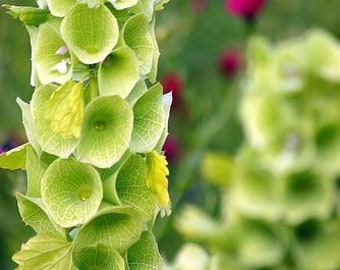 100 Pcs   Maluccela Laevis/ Bells Of Ireland Flower Seeds-Beautiful and Unique Annuals/ (FL351)