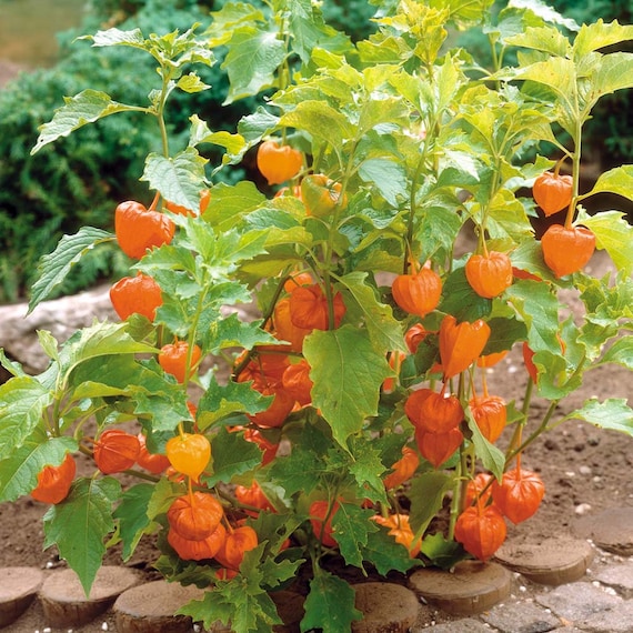 50 Pcs Chinese Lantern Flower Seeds-physalis Franchetti- Physalis  Alkekengi- Beautiful Perennial / (FL139) - Etsy