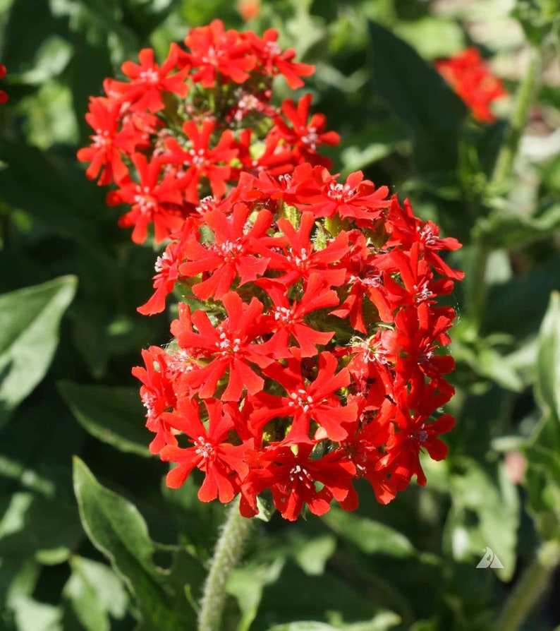 100 Lychnis Chalcedonica Flower Seeds-Maltese Cross Lychnis-Jerusalem Cross-Excellent Perennial-Attracts Butterflies and Hummingbird FL447 image 5