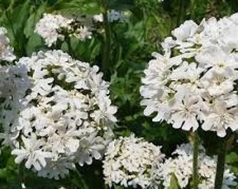 200 Semillas de flores blancas de Lychnis Viscaria/Flores de Lychnis Viscaria Snowstar/Lychnis Viscaria Splendens Snowstar/Excelente perenne/FL794