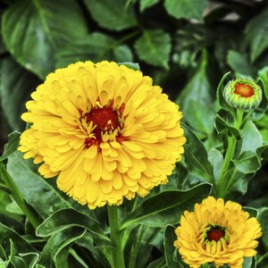 May include: A close-up of a bright yellow calendula flower with a red centre. The flower is in bloom and has many petals. The flower is surrounded by green leaves.