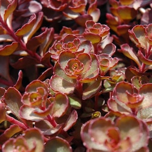 May include: Close-up of a cluster of succulent plants with reddish-brown leaves and stems. The leaves have a slight green hue in the centre and a reddish outline. The plant is in full focus, showcasing its texture and colour.