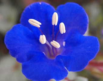 100 Pcs   California Bluebell Flower Seeds- PHACELIA CAMPANULARIA / (FL118)