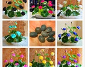 Lot 10 Graines Nénuphar Lotus Bonsaï Hydroponique | Graines Fleur Nénuphar Aquatique Pour Bassin & Pot | Seeds Water Lily Home Garden