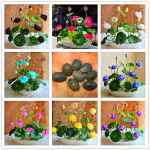 10 Pcs Lotus Seed Hydroponic Mix Aquatic Plants- Flower Seed--pot Water  Lily Seeds/ (FL043) - Etsy