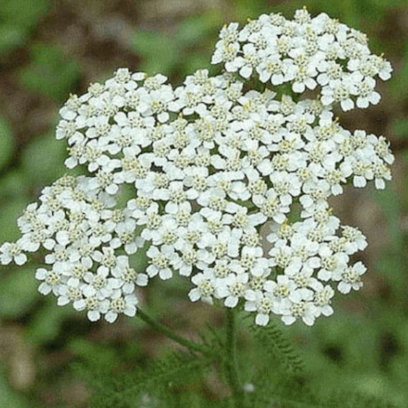 500Pcs Yarrow White Summer Flower Seeds-Yarrow White Wildflower-Western Yarrow-Highly Beneficial and MedicinalACHILLEA MILLEFOLIUM/FL421 image 1